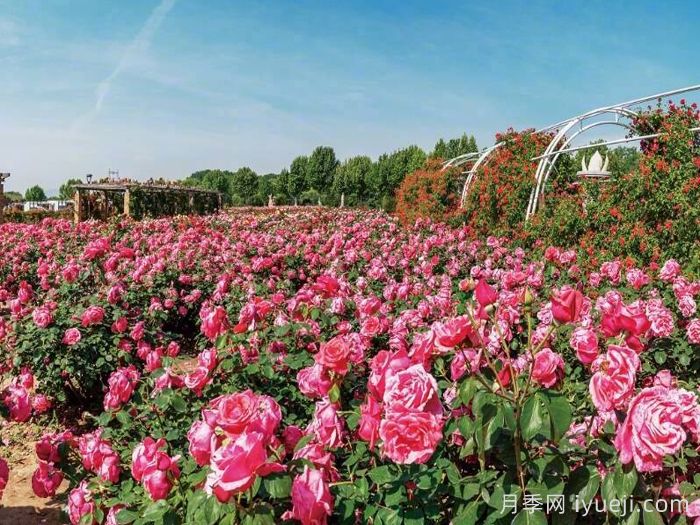 月季加速现代化景观建设(图2)