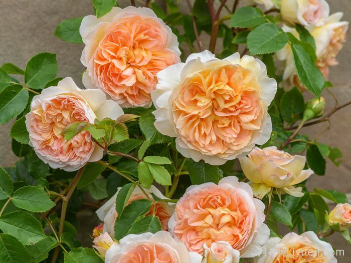 芭思希芭月季/所罗门王月季Bathsheba(图4)