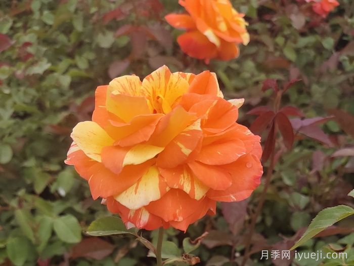 为什么花店的买花买回家就死？7步拯救花苗(图1)