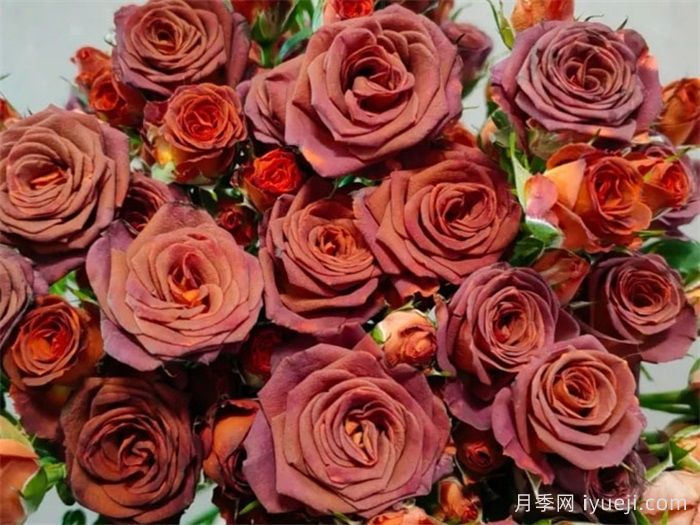 月季介绍，巧克力泡泡月季(图2)