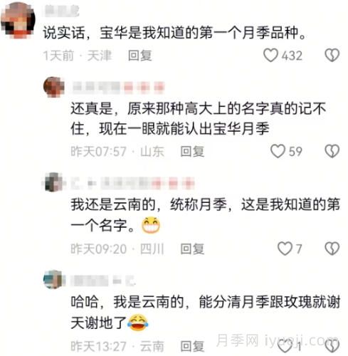 宝华月季通过林草局初审，名称源自网友他二舅的名字(图2)