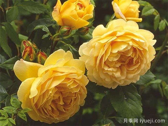 可四季开花的9种月季，颜值与勤花缺一不可(图3)