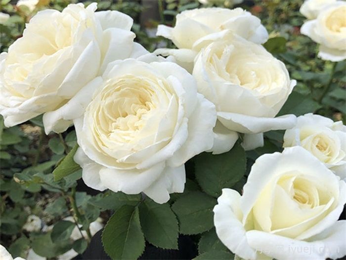 可四季开花的9种月季，颜值与勤花缺一不可(图6)