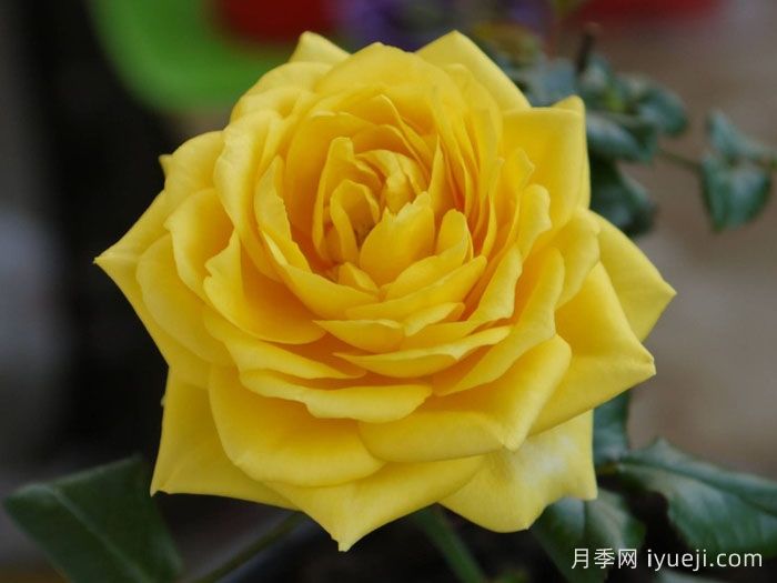 月季推荐，阳光海滩月季(图1)