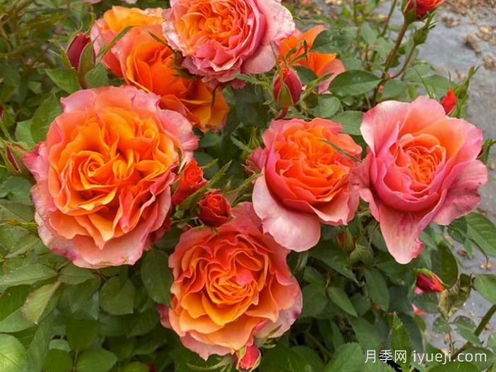 永远的艾帕索月季El Paso Forever(图3)