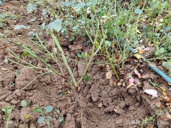 月季裸根苗种植技巧,地栽和盆栽教给你(图1) 月季裸根苗种植技巧,地栽和盆栽教给你(图1)