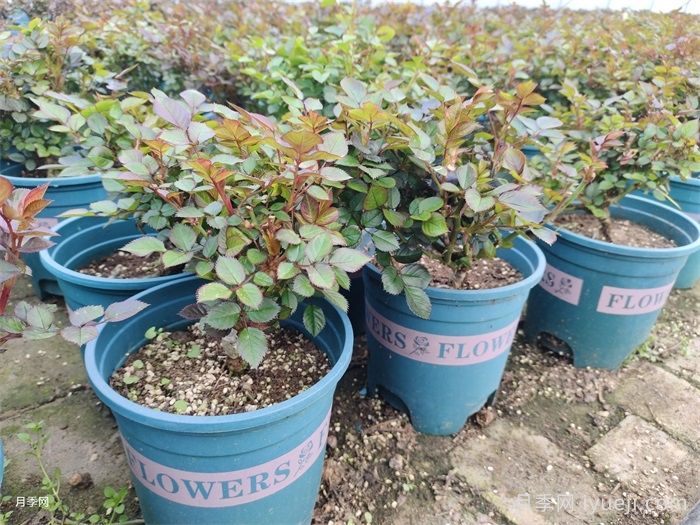 月季裸根苗种植技巧,地栽和盆栽教给你(图3) 月季裸根苗种植技巧,地栽和盆栽教给你(图3)