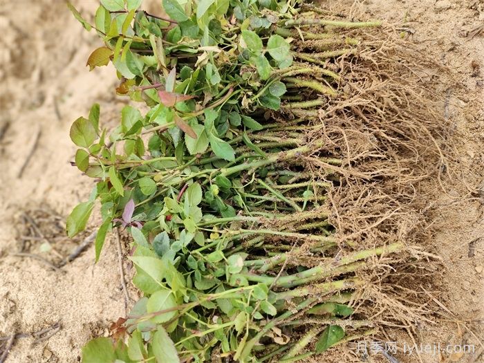 月季冬剪的枝条别扔，教你扦插收获一大堆小苗(图3)