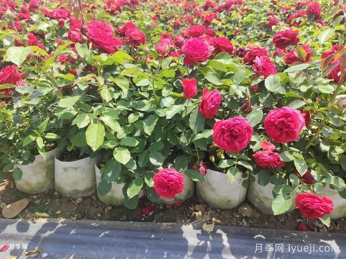 苗木圈的丛林法则，假苗、炒种、杀熟(图1)