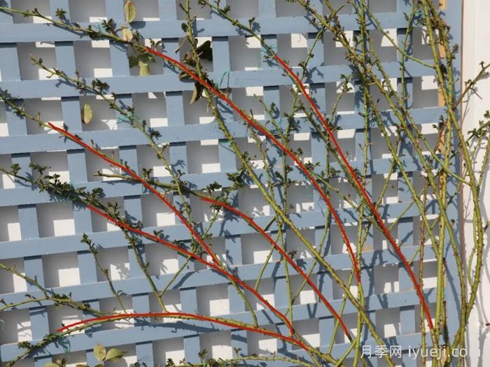 藤本月季冬季修剪和牵引办法，想要春天爆花就认真看(图3)