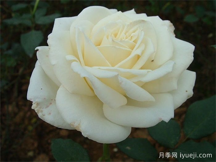白缎月季(图1)