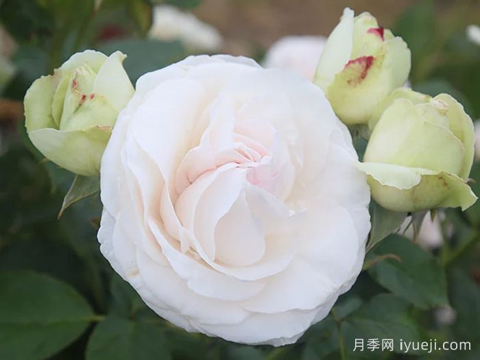白色龙沙宝石月季/白色伊甸园/白龙White Eden(图2)