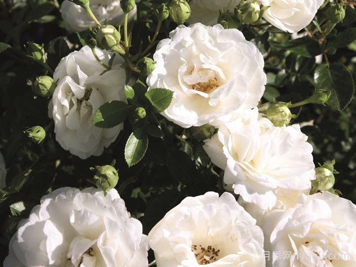 白色宝贝月季/白色樱儿White Babyflor(图2)