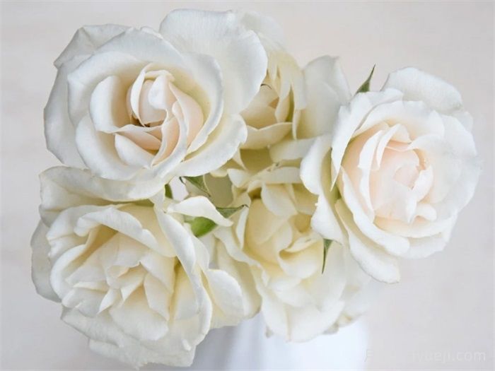 白色玛祖利卡月季/白色马约利卡White Majolika(图1)