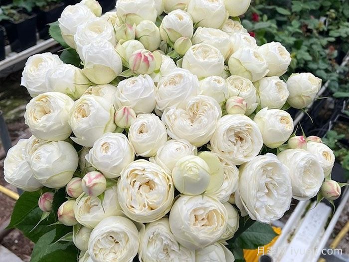 白色曼斯菲尔德庄园月季Mansfield White Park(图1)