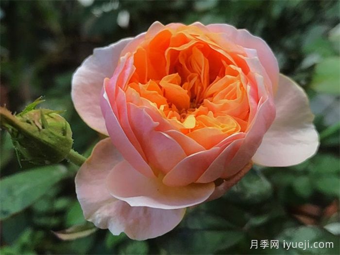 温柔珊瑚心月季/呼呼塞拉/乌乌祖拉Vuvuzela(图1)