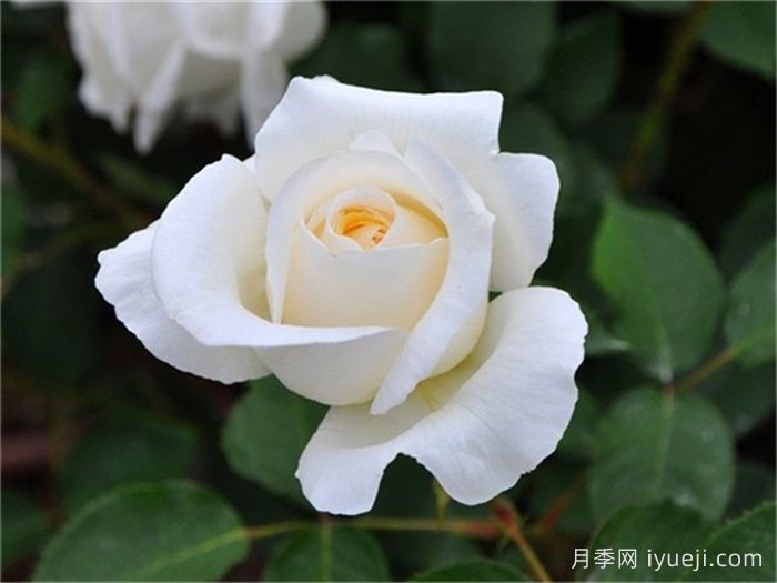 白色圣诞月季/白圣诞月季White Christmas(图1)