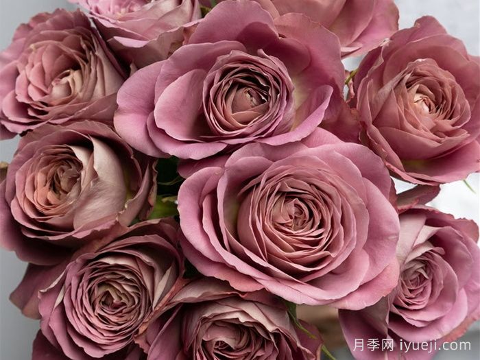 白昼黑影月季/今日之影Shadow of the day(图1) 白昼黑影月季/今日之影Shadow of the day(图1)