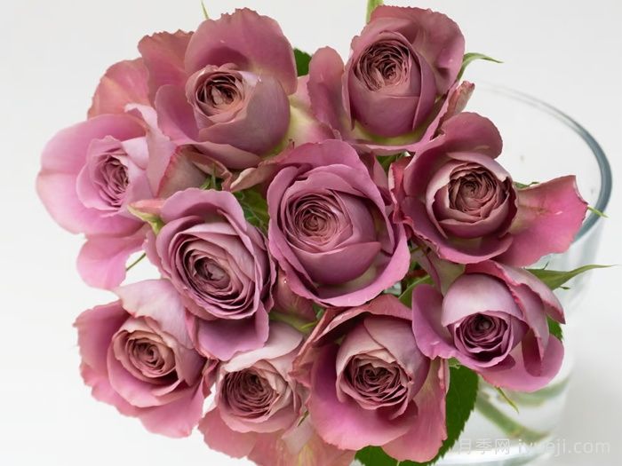 白昼黑影月季/今日之影Shadow of the day(图2) 白昼黑影月季/今日之影Shadow of the day(图2)