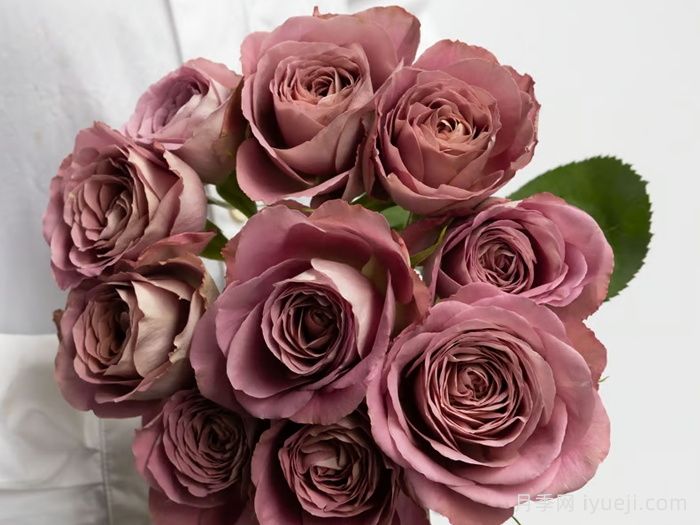 白昼黑影月季/今日之影Shadow of the day(图3) 白昼黑影月季/今日之影Shadow of the day(图3)