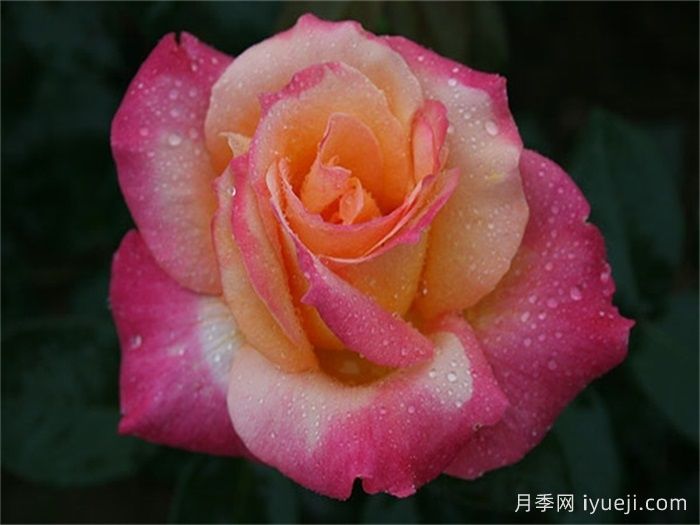 百老汇月季Broadway(图2)