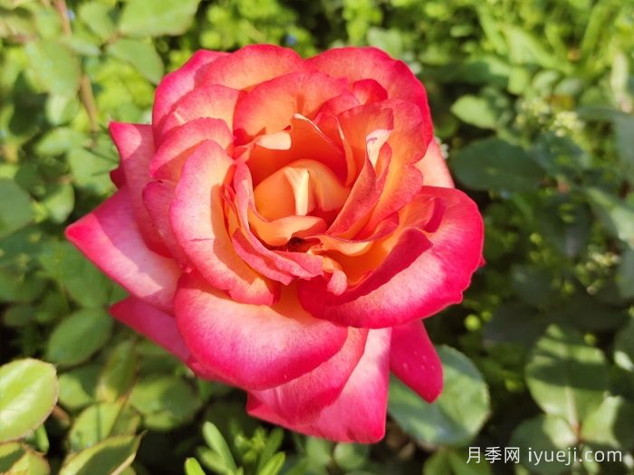 百老汇月季Broadway(图1)