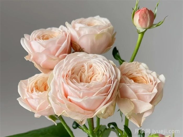 柏林少女月季New SPS(图2)