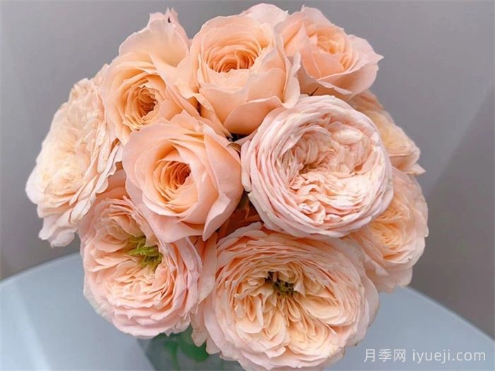 柏林少女月季New SPS(图1)