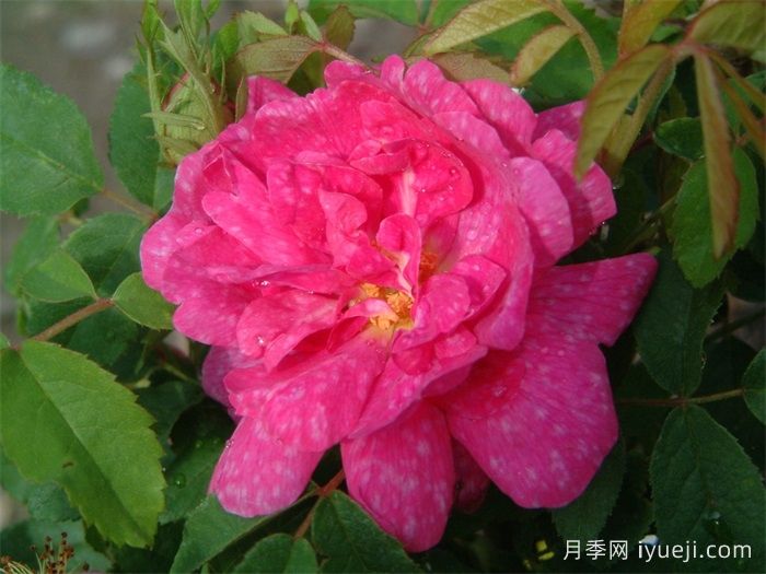 斑纹月季Marbree(图1)