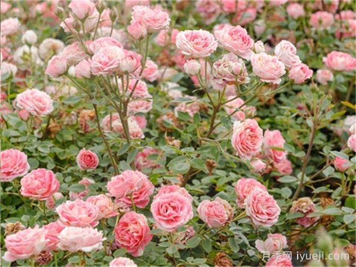 薄荷冻糕月季Peppermint Parfait(图2)