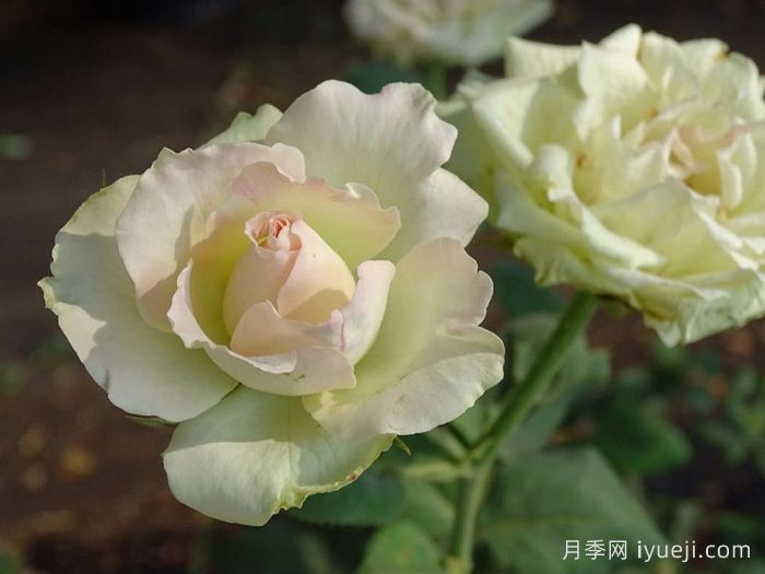 薄荷朱利普月季Mint Julep(图2)