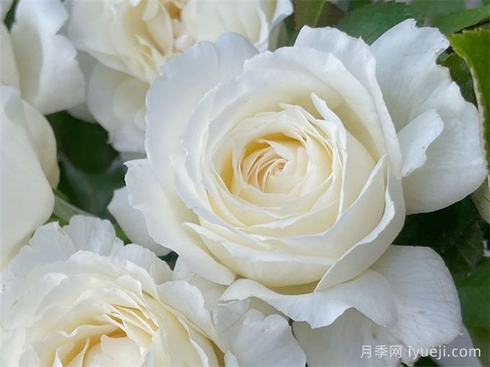 保罗三世月季Pope John Paul Ⅲ(图1)