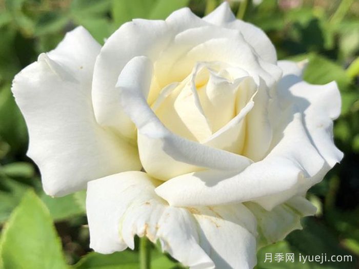 保罗二世月季/教皇约翰保罗二世Pope John Paul II(图1)