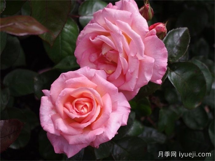 保罗希尔维尔月季/萨克索Paul Shirville(图2)