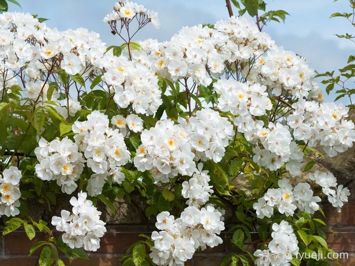 鲍比詹姆斯月季Bobbie James(图1)