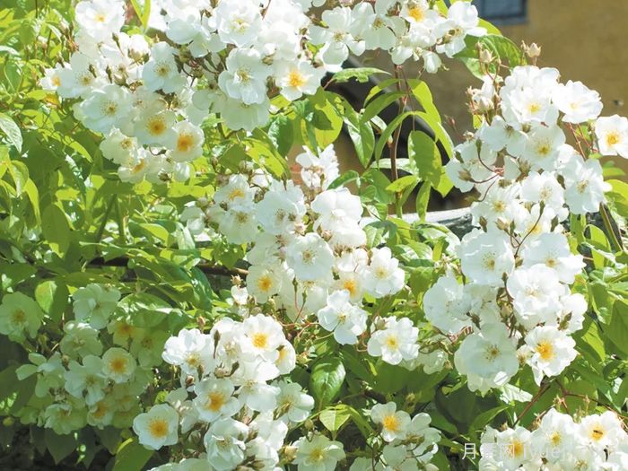 鲍比詹姆斯月季Bobbie James(图3)