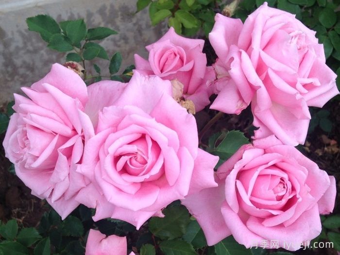 贝琳达之梦月季/贝琳达梦想Belindas Rose(图3) 贝琳达之梦月季/贝琳达梦想Belindas Rose(图3)