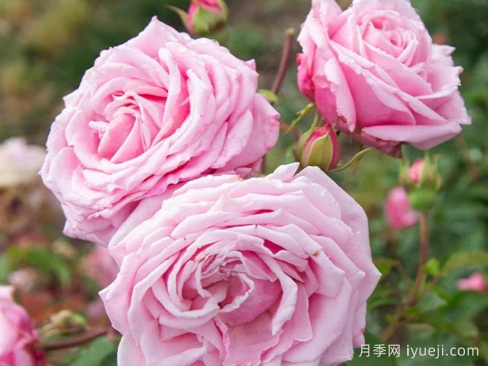 贝琳达之梦月季/贝琳达梦想Belindas Rose(图2) 贝琳达之梦月季/贝琳达梦想Belindas Rose(图2)