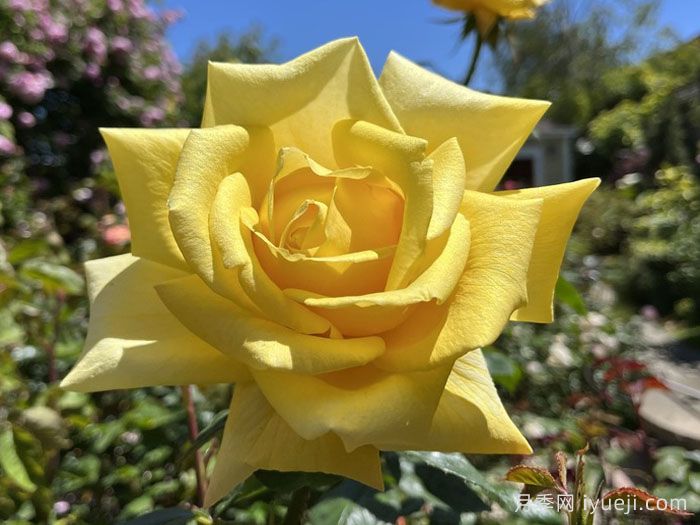 贝罗利娜月季Berolina(图1)