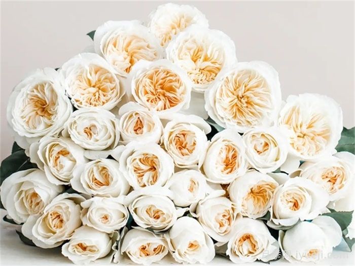 贝茜月季Bessie(图1)