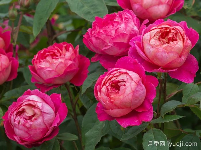 本杰明布里顿月季Benjamin Britten(图1) 本杰明布里顿月季Benjamin Britten(图1)