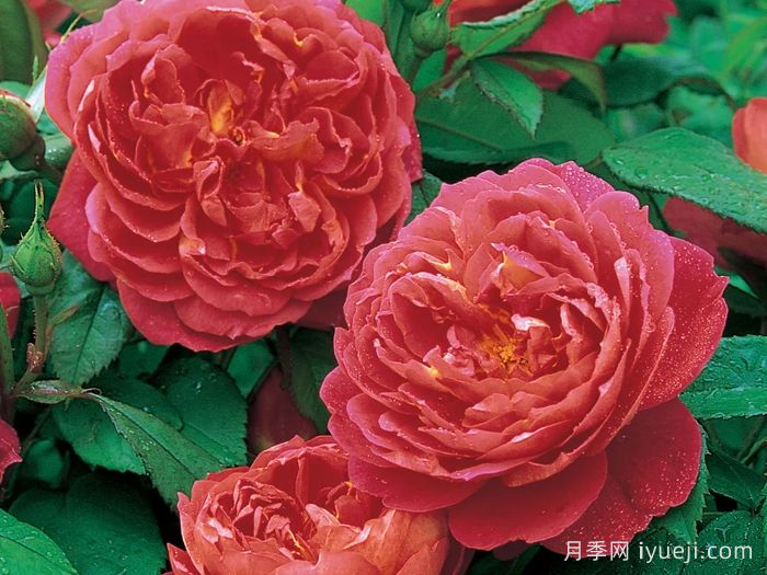 本杰明布里顿月季Benjamin Britten(图2) 本杰明布里顿月季Benjamin Britten(图2)