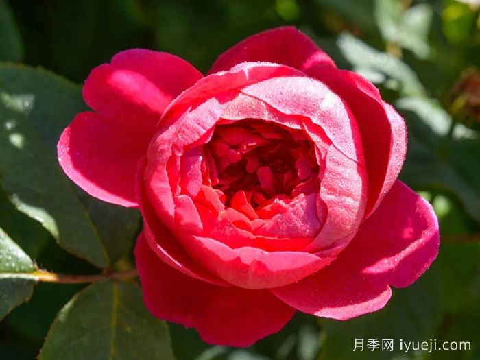 本杰明布里顿月季Benjamin Britten(图3) 本杰明布里顿月季Benjamin Britten(图3)