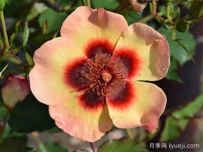 别致巴比伦眼睛月季Fancy Babylon Eyes(图1)