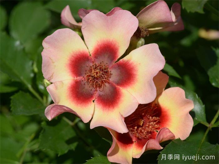 别致巴比伦眼睛月季Fancy Babylon Eyes(图2)