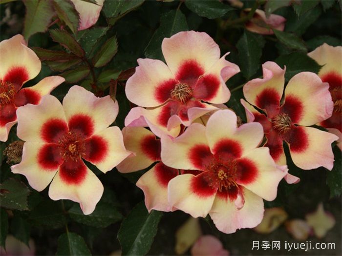 别致巴比伦眼睛月季Fancy Babylon Eyes(图3)