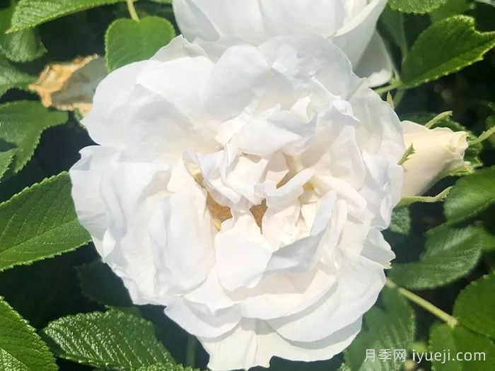 冰雪奇缘月季/冰雪跑者Frozen Roadrunner(图1)