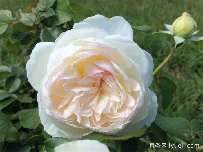 波莱罗月季/波列罗舞Bolero(图2)