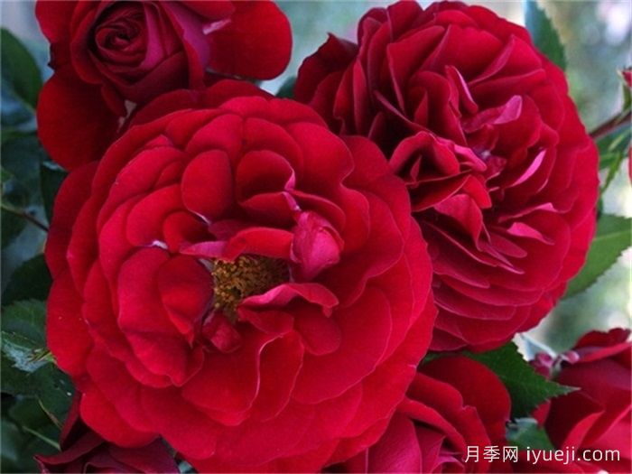 波尔多红酒月季Bordeaux(图1)