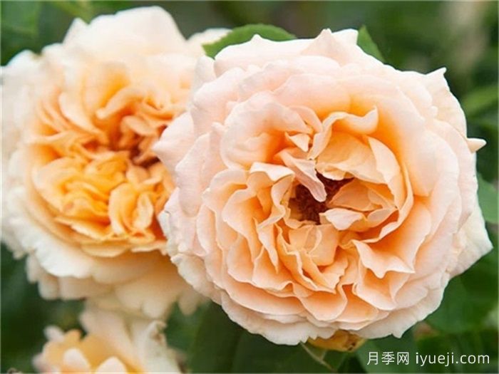 波尔卡月季Polka(图1)